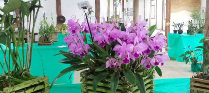 3ª Exposição de Orquídeas no Casarão do Chá
