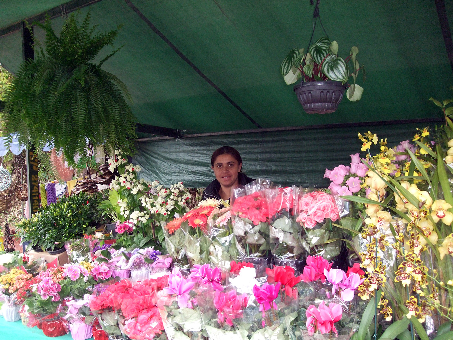 Feira - mudas de temperos flores e outras plantas ornamentais